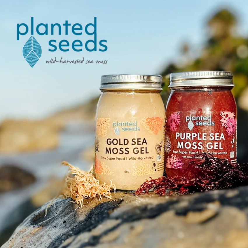 Two jars of Gold Sea Moss Gel and Purple Sea Moss Gel by Planted Seeds on a rocky surface with a blurred natural background.